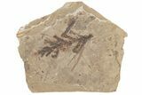 Cypress (Chamaecyparis) Fossil Plate - McAbee Fossil Beds, BC #215662-1